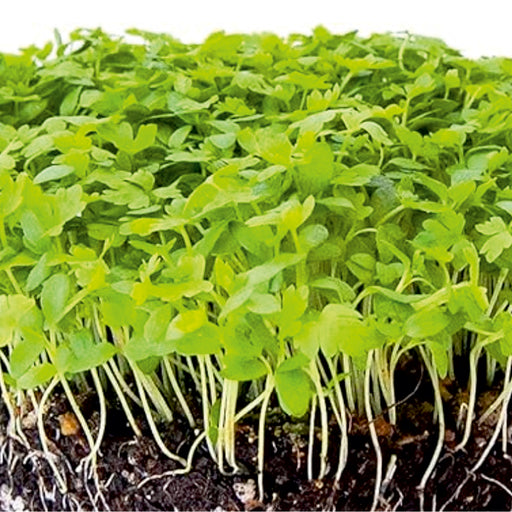 Celery-Microgreen