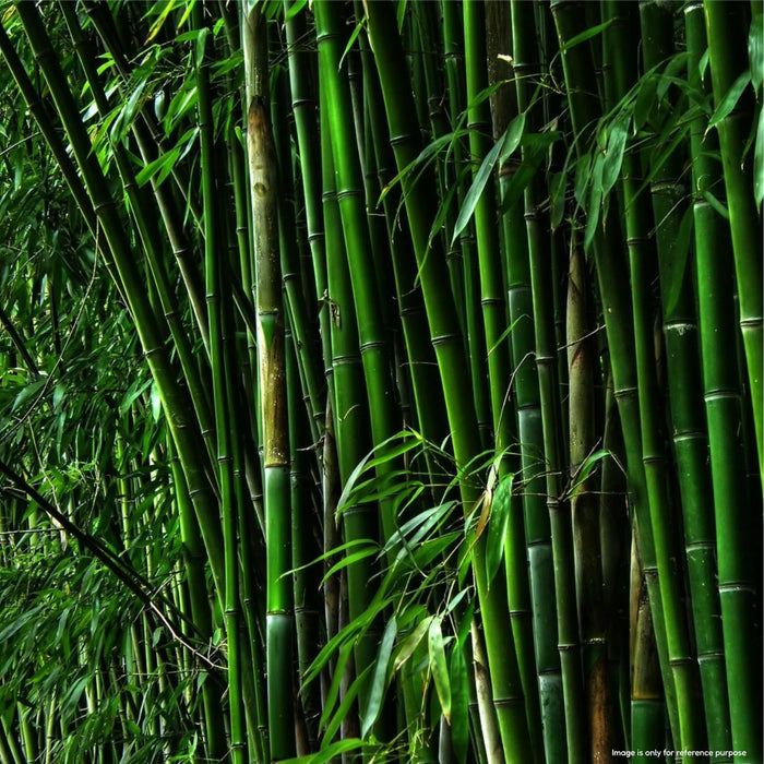 Bamboo Calio (Ornamental Bamboo) Seeds