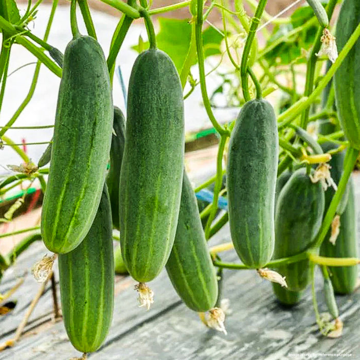 F1 Hybrid Cucumber (खीरा) Seeds