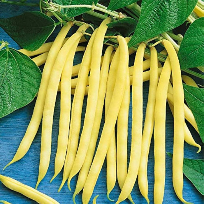 Beans Yellow (बीन्स पीली) Seeds