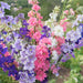 Larkspur-(KS Spl Mix) 