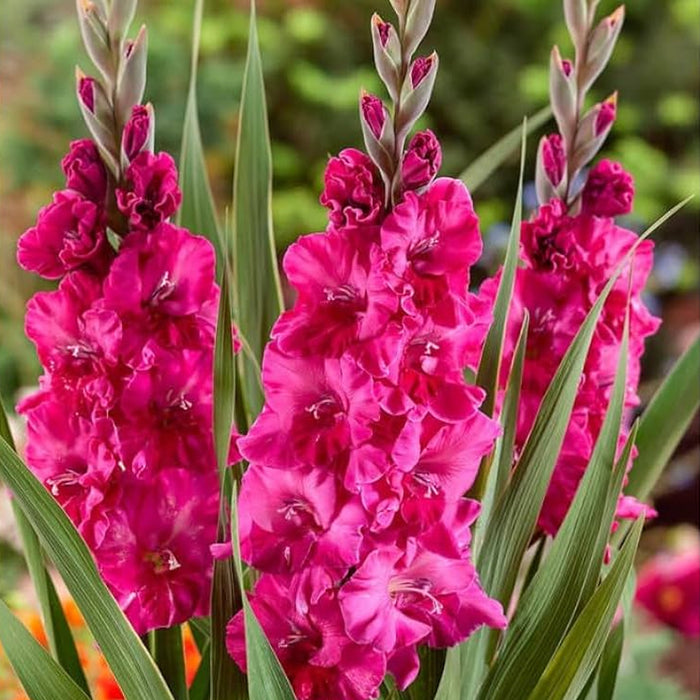 Gladiolus 6 Variety Flower Bulbs