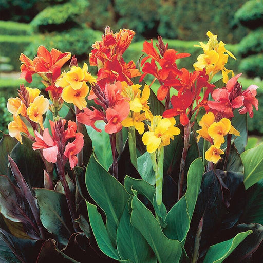 Canna-Lily-Bulbs-(कैनना लिली बल्ब्स)