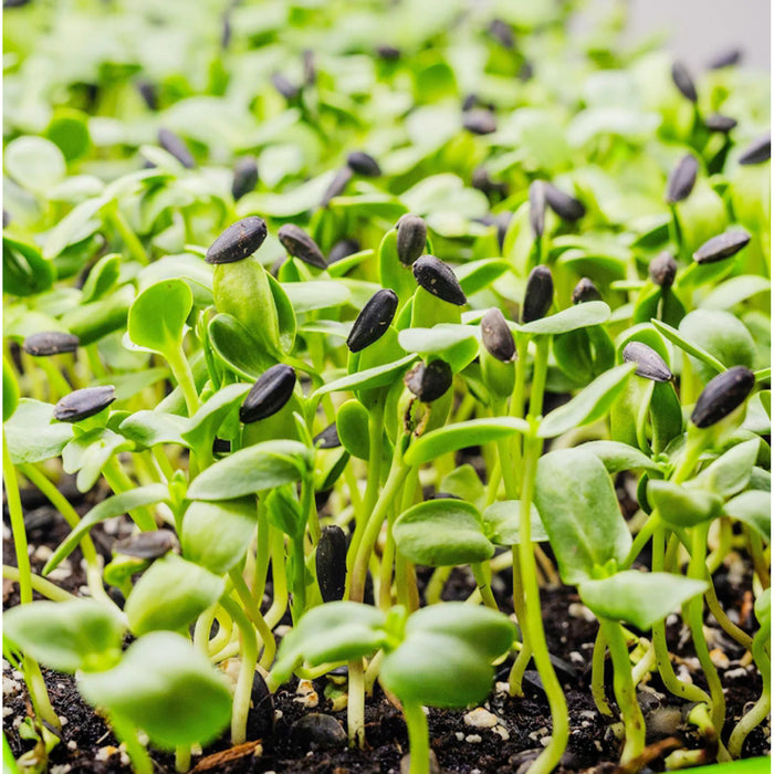 Sunflower Microgreens Seeds