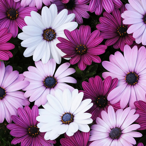Osteospermum-(Dwarf Mix)-Seeds