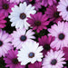 Osteospermum-(Dwarf Mix)-Seeds