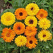 Calendula-(FG Mix)