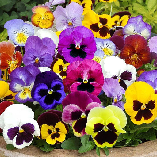 Pansy-(KS Spl Mix) 