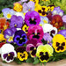 Pansy-(KS Spl Mix) 