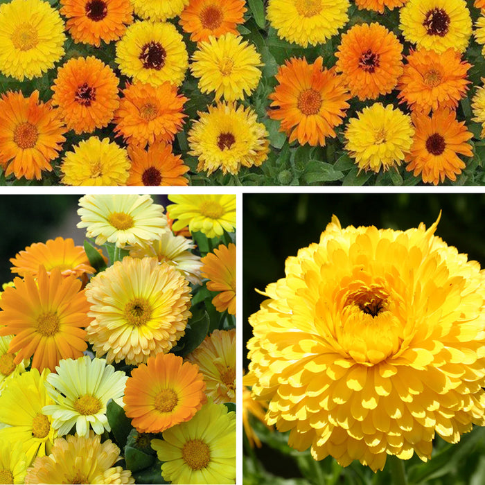 3-in-1 Calendula Seeds Combo Pack