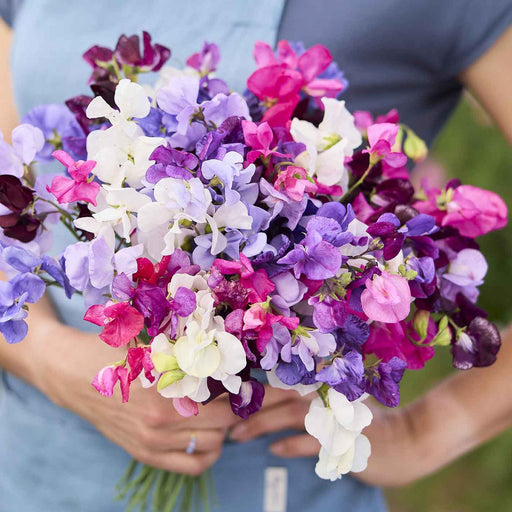 Sweet-Pea-(KS Spl Mix) – Premium-Open-Pollinated-Seeds