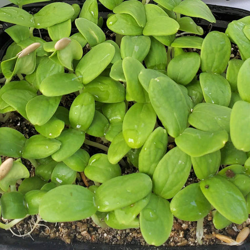 Musk-Melon-Hybrid-Yellow-Princess-Microgreen-Seeds