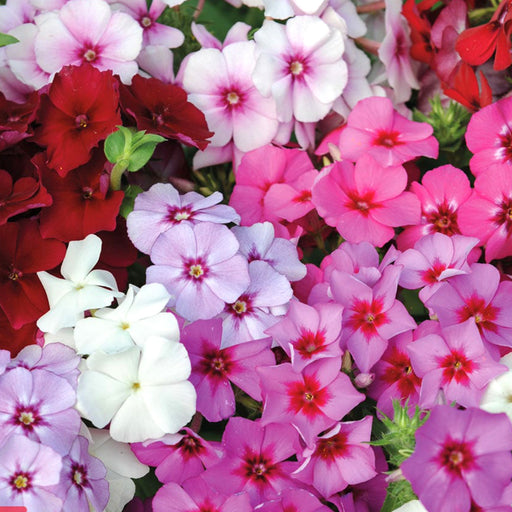 Phlox-(Beauty Mix)