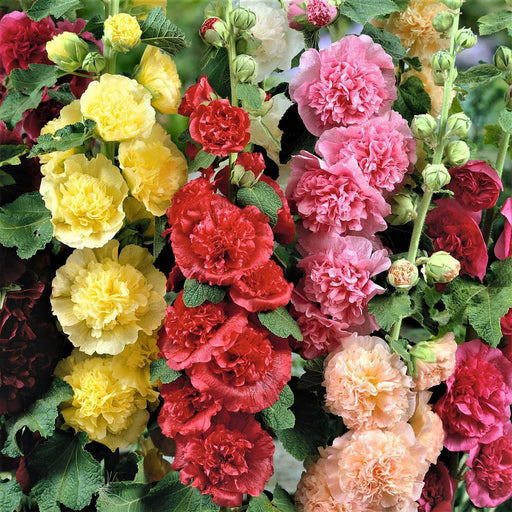 Hollyhock-(KS Spl Mix)