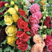 Hollyhock-(KS Spl Mix)