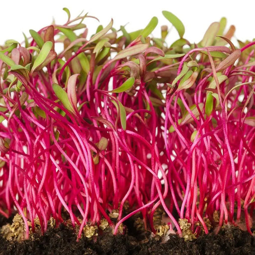 DDR-Beetroot-Microgreen-Seeds