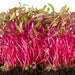 DDR-Beetroot-Microgreen-Seeds