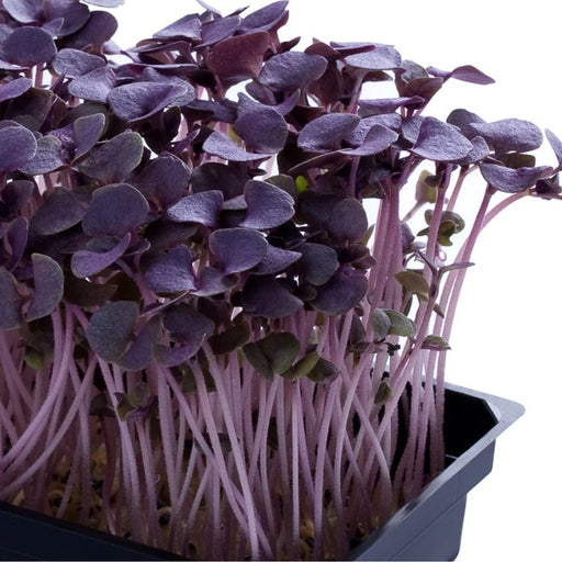 Basil-Dark-Opal-Microgreens