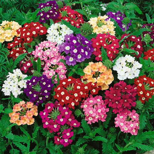 Verbena-(Ideal Mix) – Premium-Open-Pollinated-Seeds