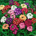 Verbena-(Ideal Mix) – Premium-Open-Pollinated-Seeds