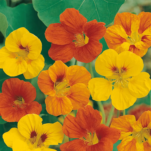 Nasturtium-(Carn Mix)