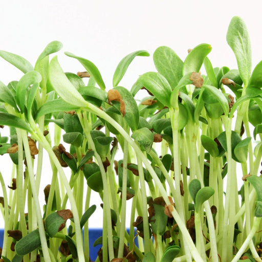Fenugreek-Microgreen-Seeds