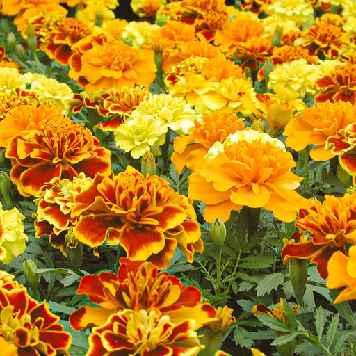 Marigold – French-Bonanza-Series-F1