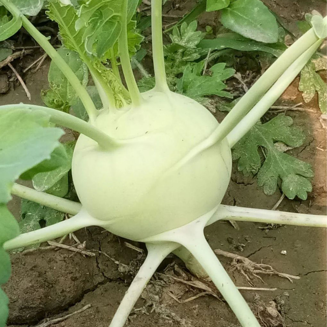 Knol-Khol-F-1-Hybrid-Seeds