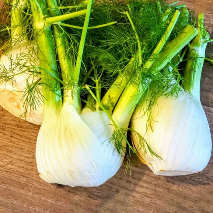 Fennel Herb Seeds (सौंफ)