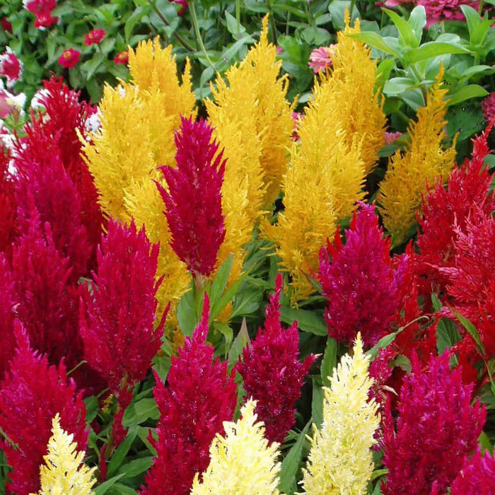 Celosia – Plumosa-Century-Series-F1