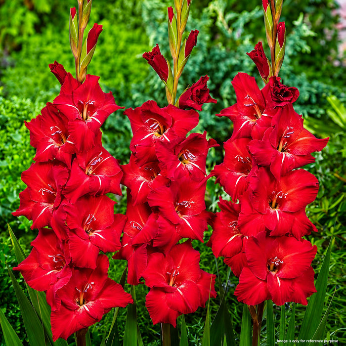 Gladiolus 6 Variety Flower Bulbs