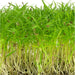 Carrot-Desi-Lalima-Microgreen-Seeds