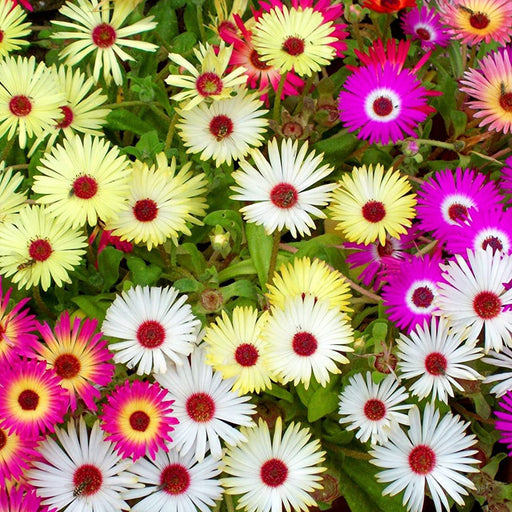 Mesembryanthemum-(KS Spl Mix)-Seeds