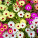 Mesembryanthemum-(KS Spl Mix)-Seeds
