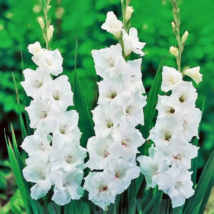 Gladiolus 6 Variety Flower Bulbs