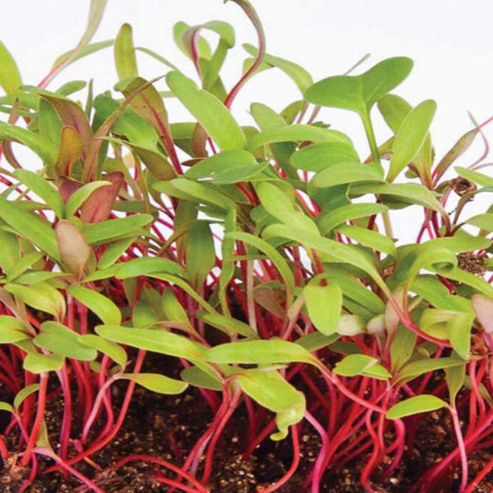 Swiss Chard IND (MICROGREEN)
