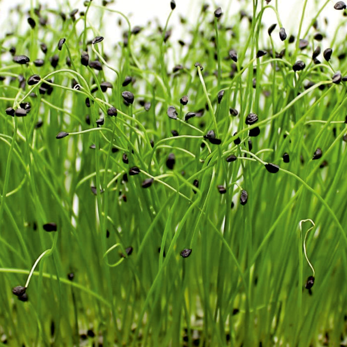ONION (MICROGREEN)