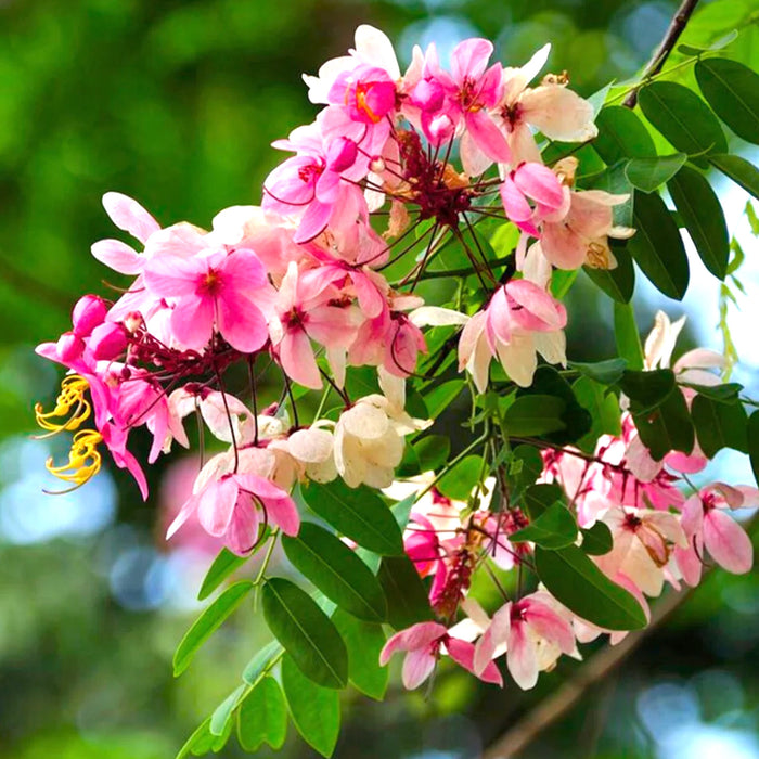 Cassia Javanica (Apple Blossom Tree Seeds)
