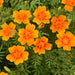 Marigold – French-Starfire-Mix-F1