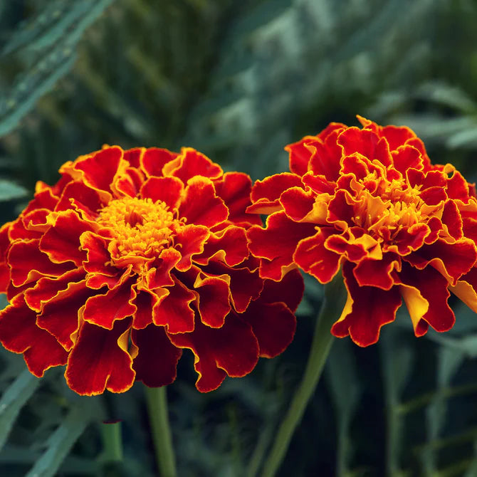 Flowers Seeds