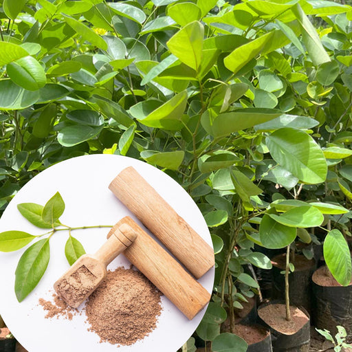 White-Sandalwood-Seeds-(सफेद चंदन के बीज) - Safed-Chandan-Seeds-For-Plantation
