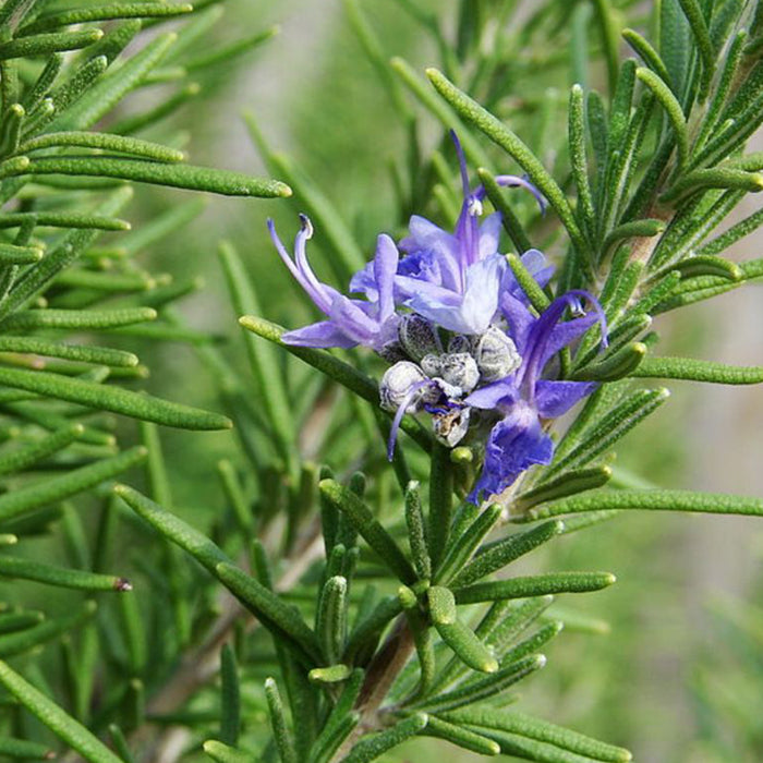 Rosemary Seeds (रोज़मेरी)