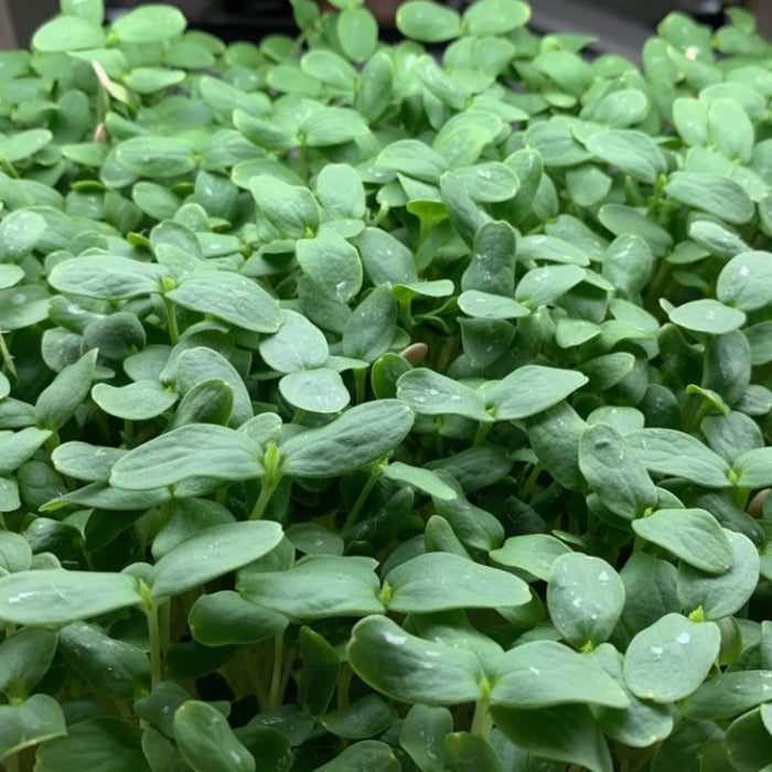 WATERMELON F-1 HYBRID (MICROGREEN)