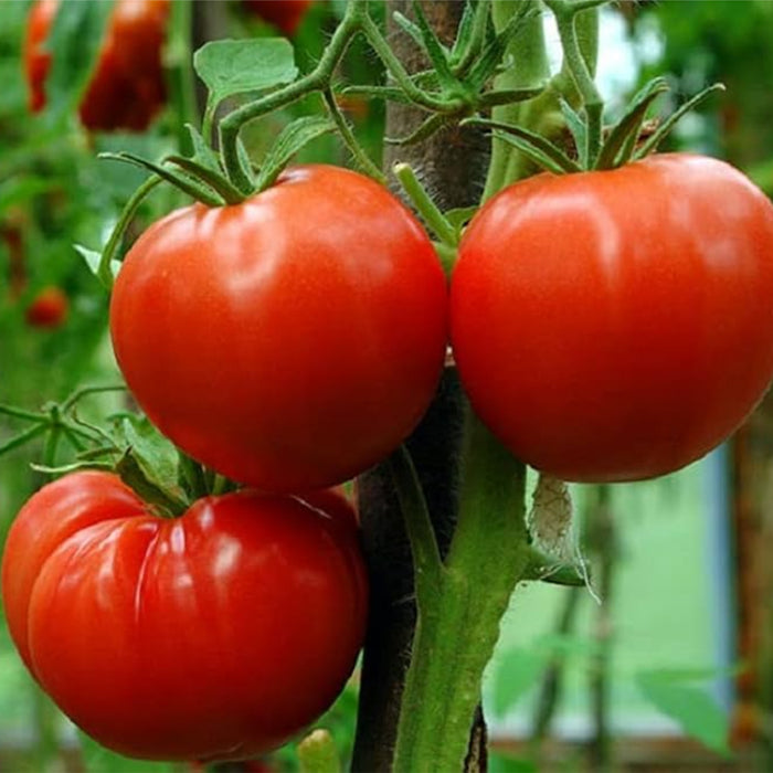 Tomato Desi (टमाटर देसी) Seeds