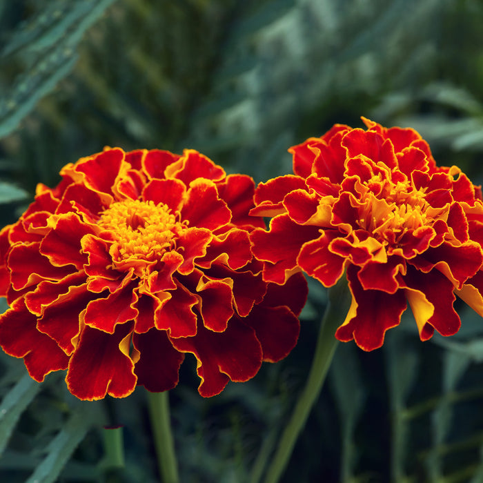 French-Marigold-KS-Spl-Scarlet-Red-Seeds