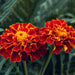 French-Marigold-KS-Spl-Scarlet-Red-Seeds