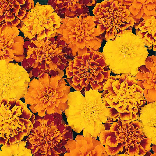 French-Marigold-Cresta-F1