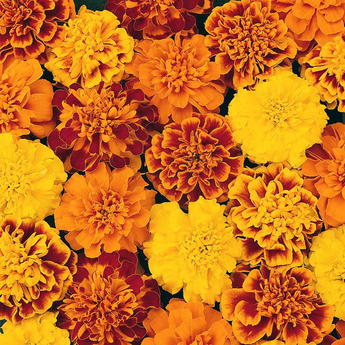 French-Marigold-Cresta-F1