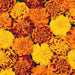 French-Marigold-Cresta-F1
