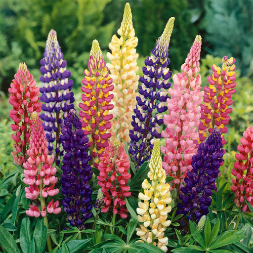 Lupin-(Pixie Mix) – Premium-Open-Pollinated-Seeds